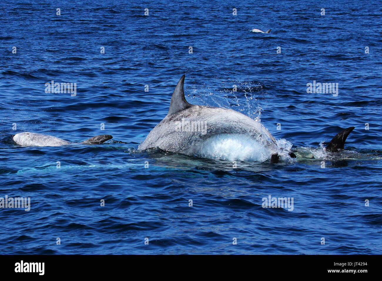 Risso's dolphin hi-res stock photography and images - Alamy