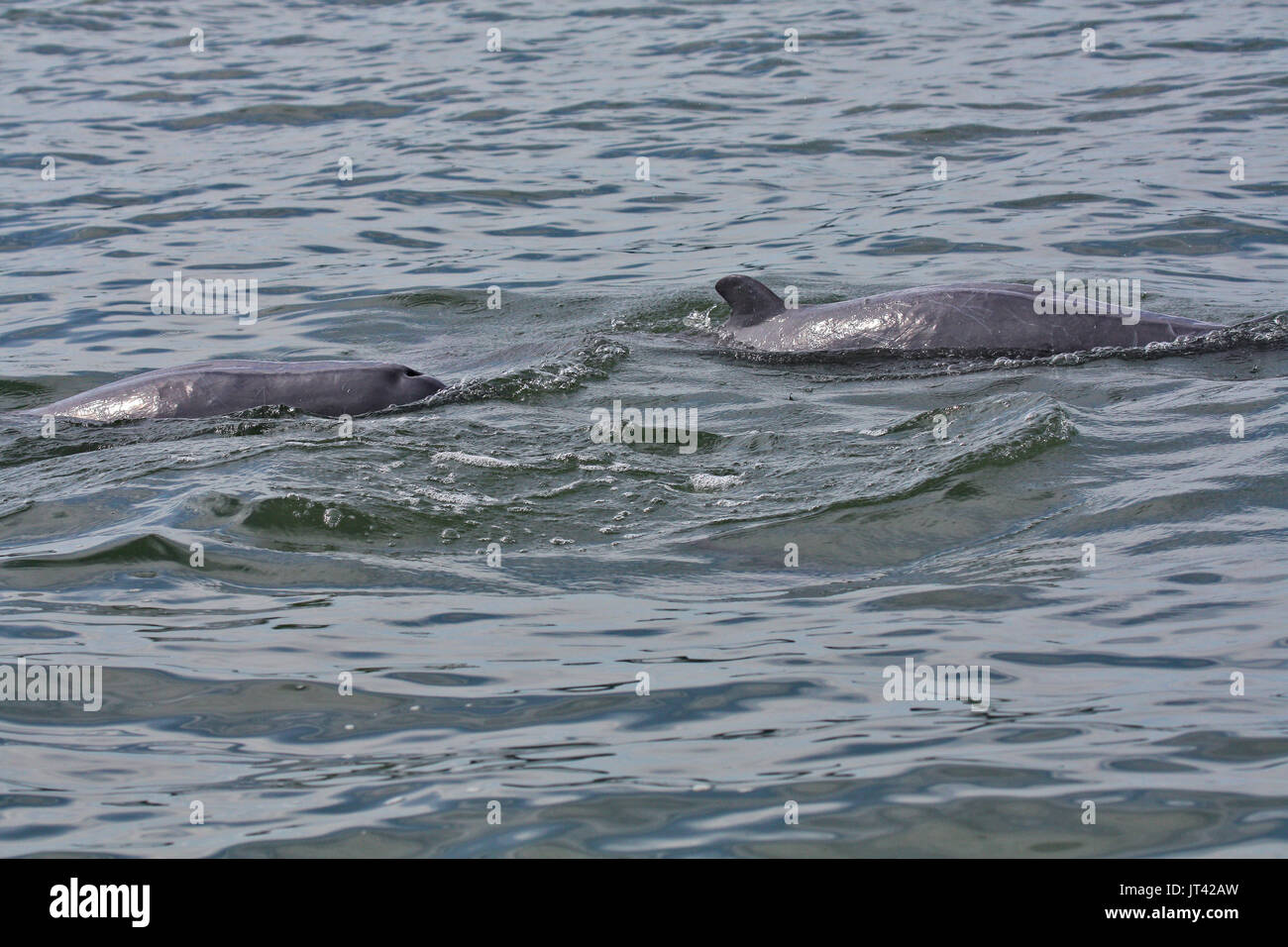 Irrawaddy Dolphin (Orcaella brevirostris) hanging around fishing boats trying to get a free breakfast in the estuarine waters of Santubong, Sarawak Stock Photo
