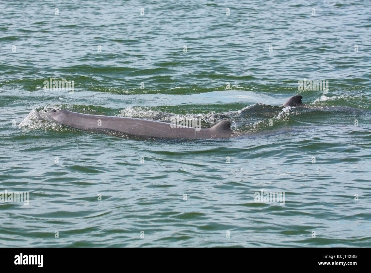 Irrawaddy Dolphin (Orcaella brevirostris) hanging around fishing boats trying to get a free breakfast in the estuarine waters of Santubong, Sarawak Stock Photo