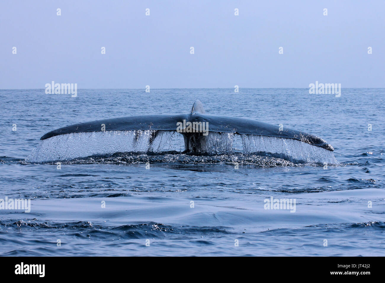 Pygmy Blue Whale or Great Indian Blue Whale (Balaenoptera musculus indica) off Trincomalee, fluking after taking a breath, remoras on fluke Stock Photo