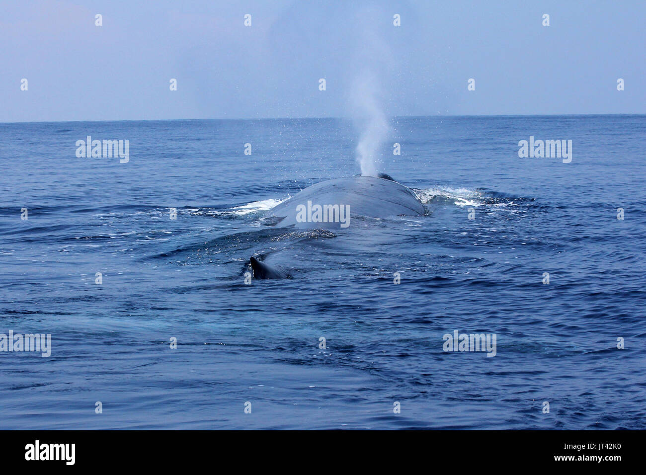 Pygmy Blue Whale or Great Indian Blue Whale (Balaenoptera musculus indica) off Trincomalee, coming up to take a breath right next to the boat Stock Photo