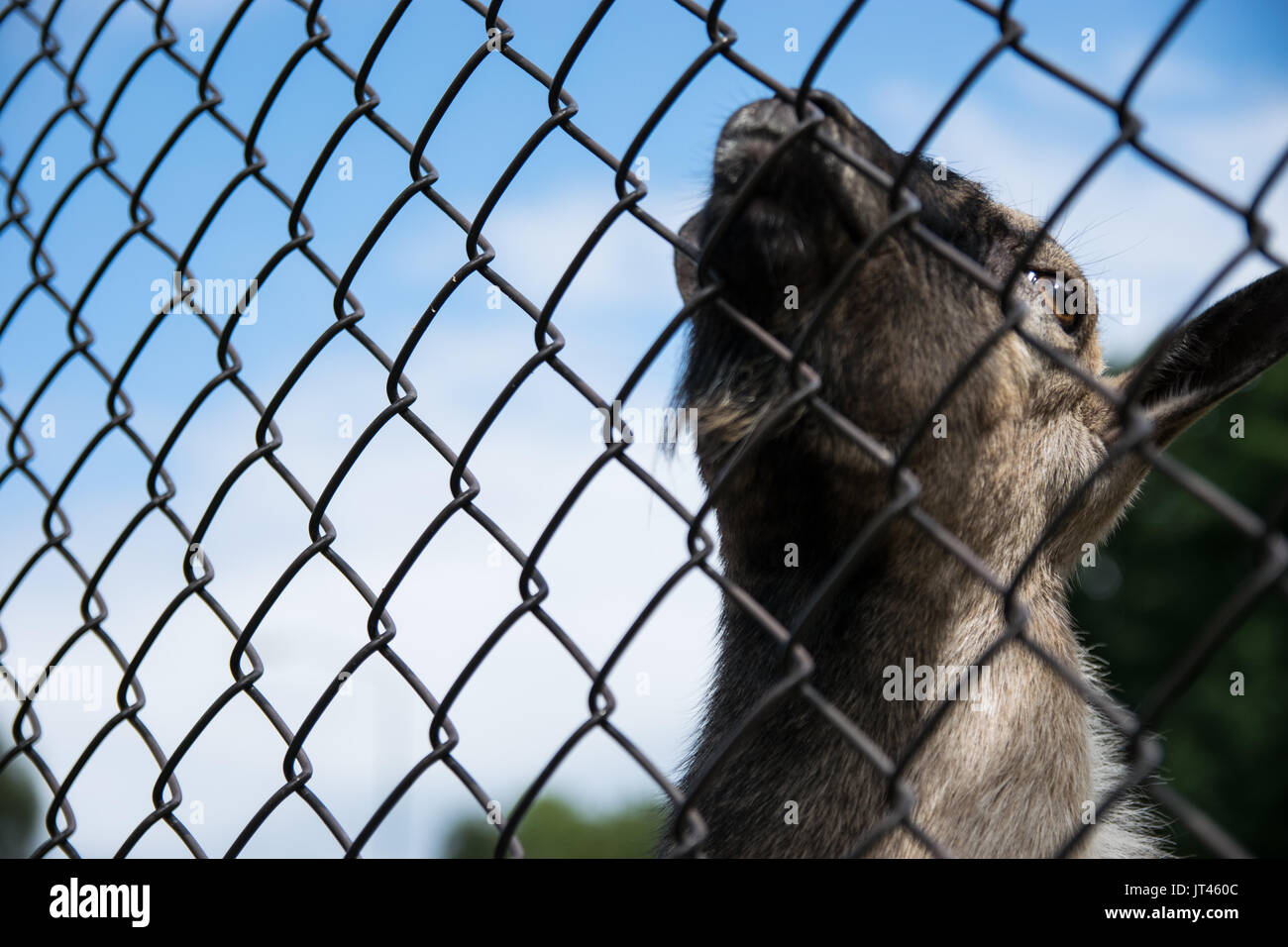 Goat looking great landscape hi-res stock photography and images - Alamy