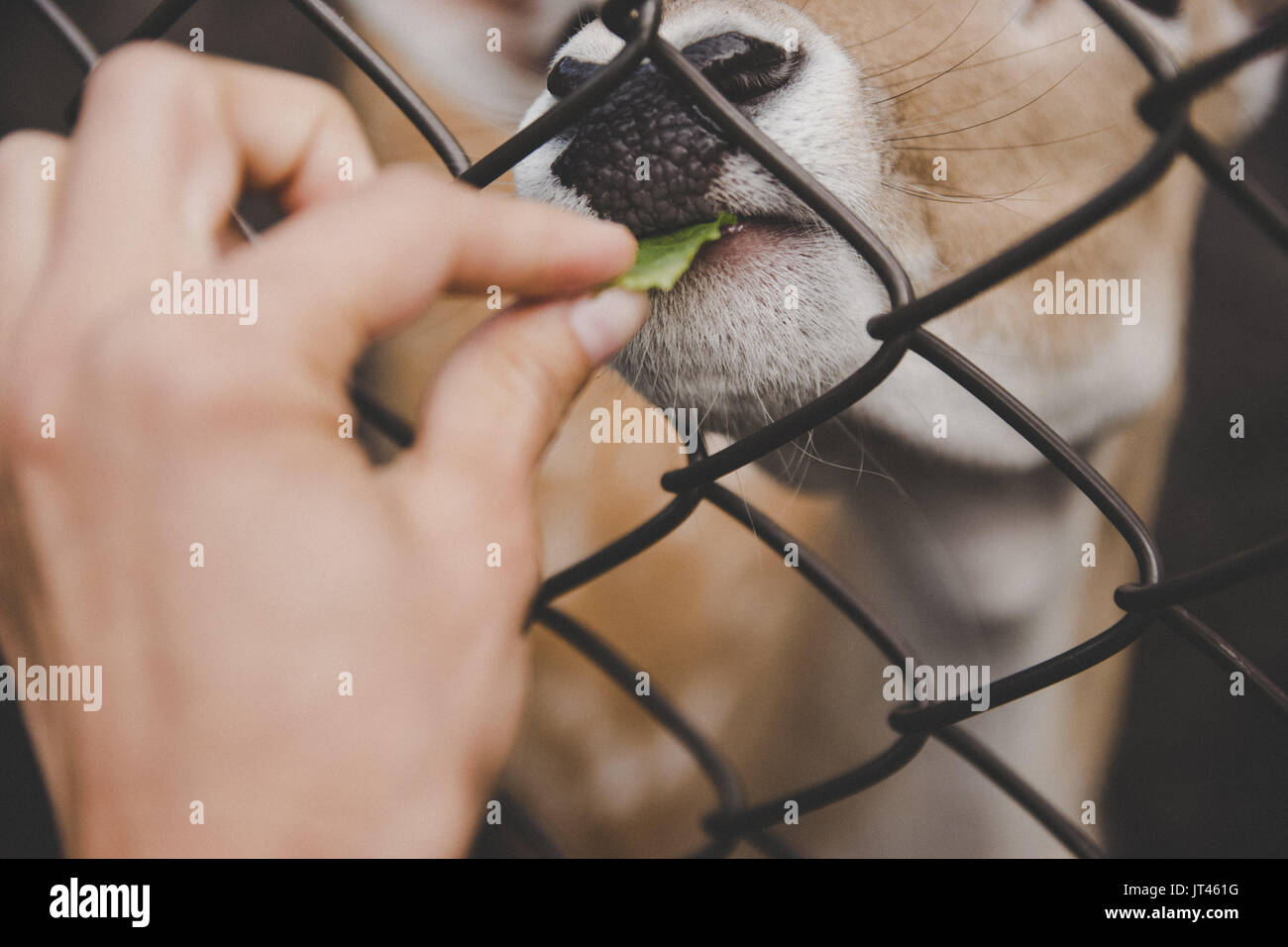 Doe behind bars Stock Photo