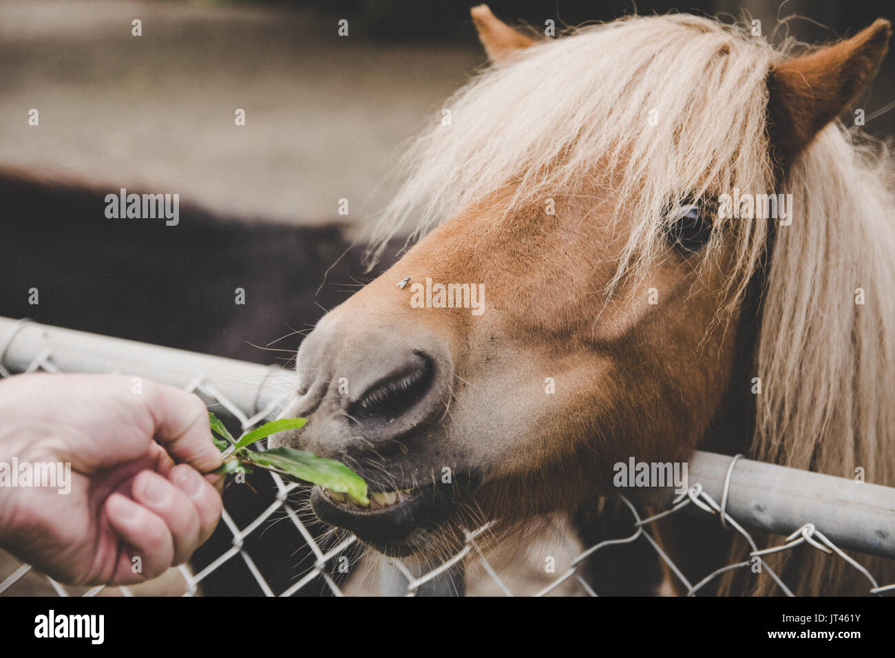 Feeding a horse Stock Photo Alamy