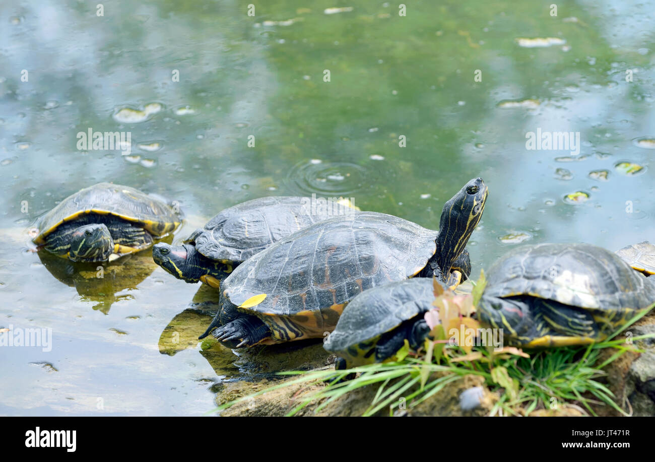 Western painted turtle (chrysemys picta) sitting on wood Stock Photo
