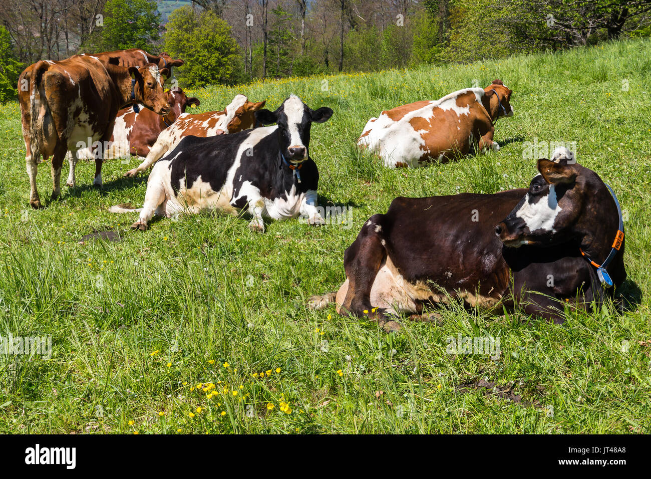 Cows resting and socializing in the countryside, Switzerland. Stock Photo