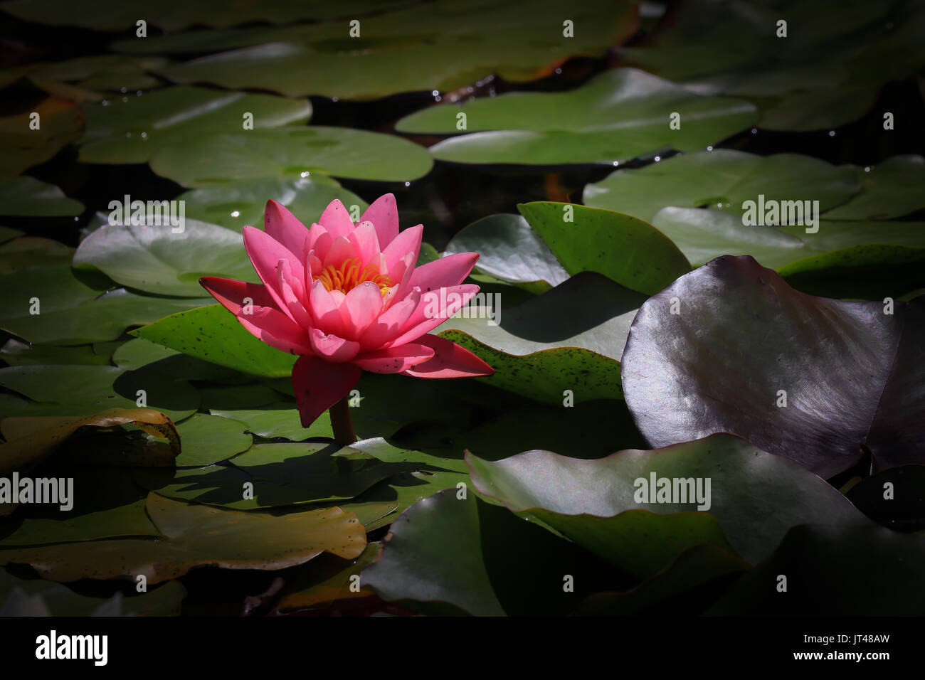 Red water lily, Basel park, Switzerland Stock Photo Alamy