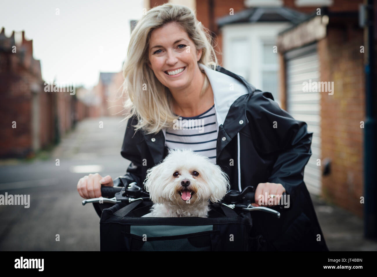 Bichon Frise sitting in a basket on the front of it's owners bike. It is looking at the camera with it's tongue out. The woman is out of focus in the  Stock Photo
