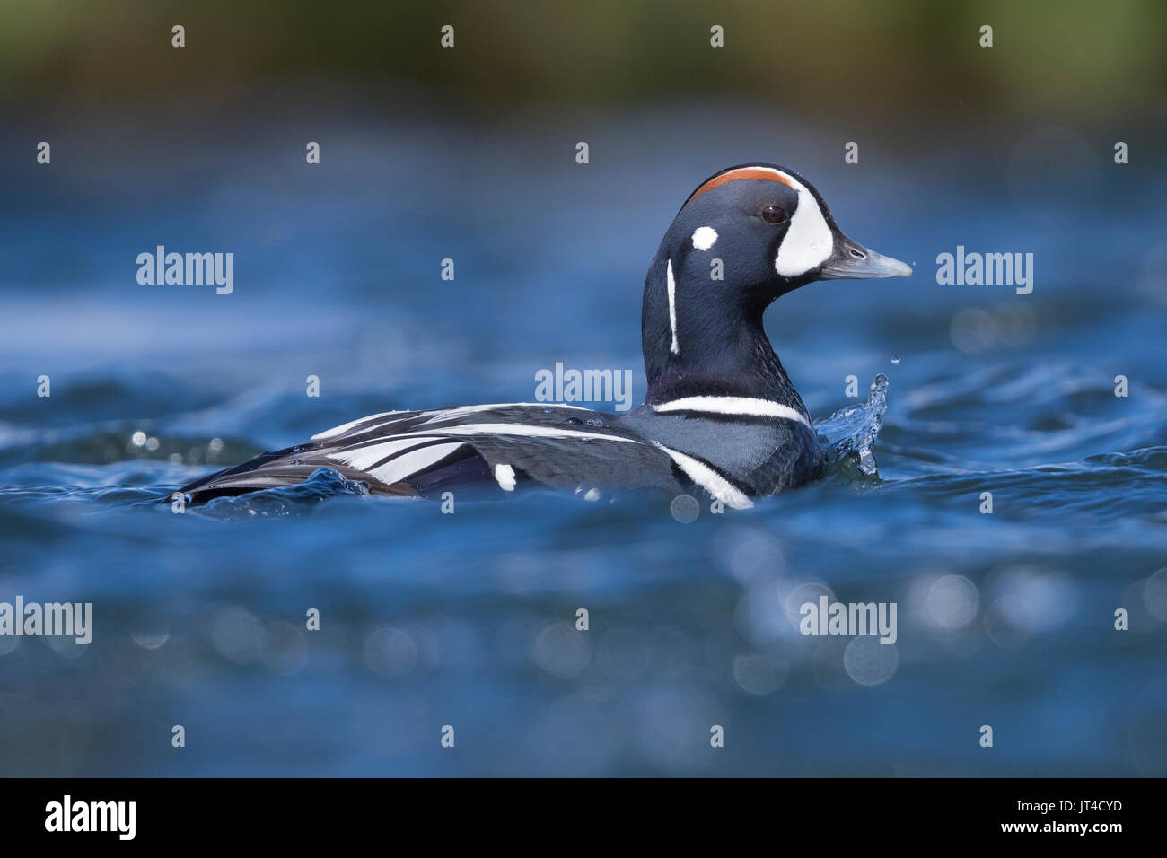 Harlequin Duck (Histrionicus histrionicus), adult male swimming in a