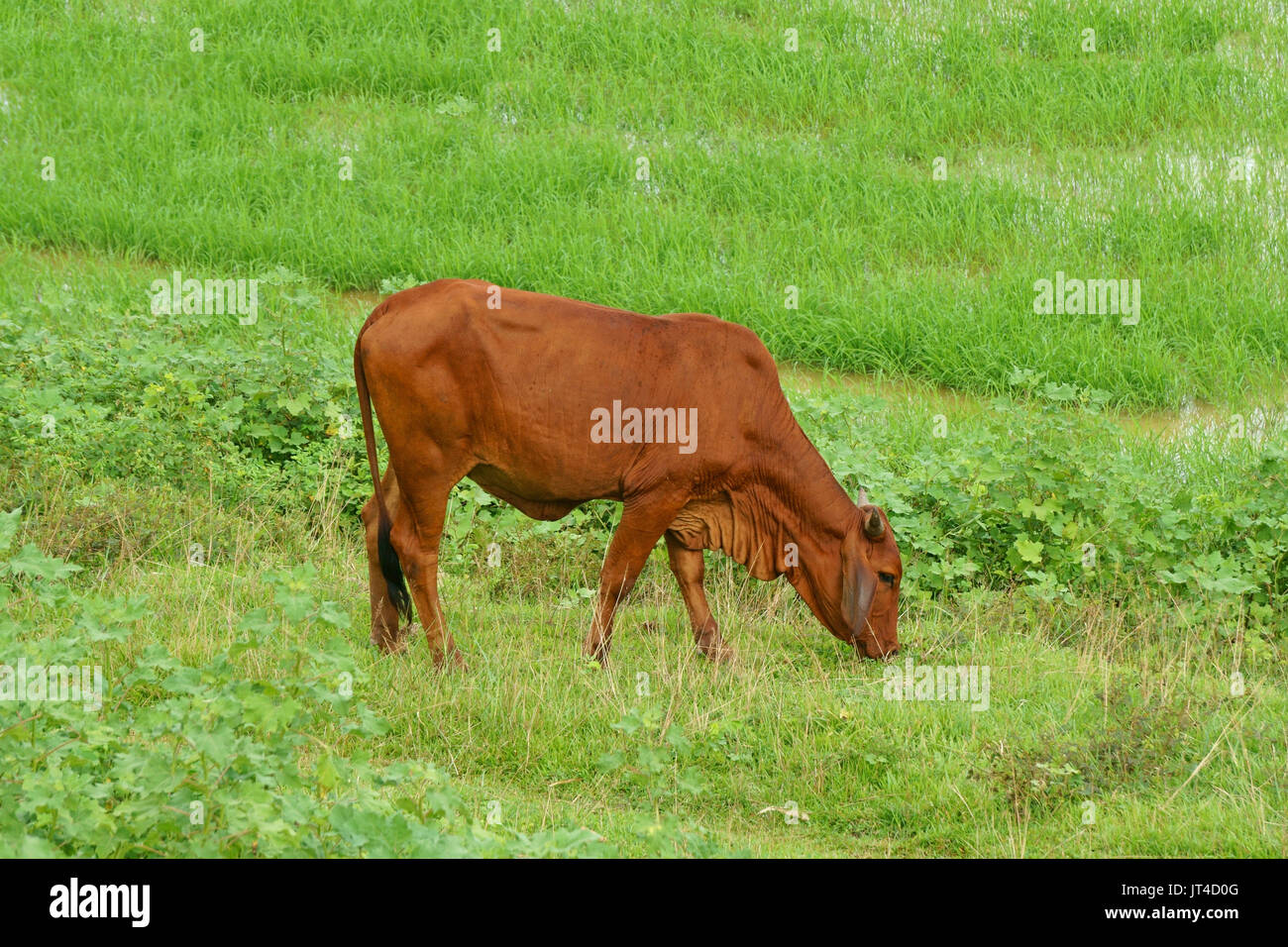 Brown cow grazing on the grass near the rice paddies Stock Photo