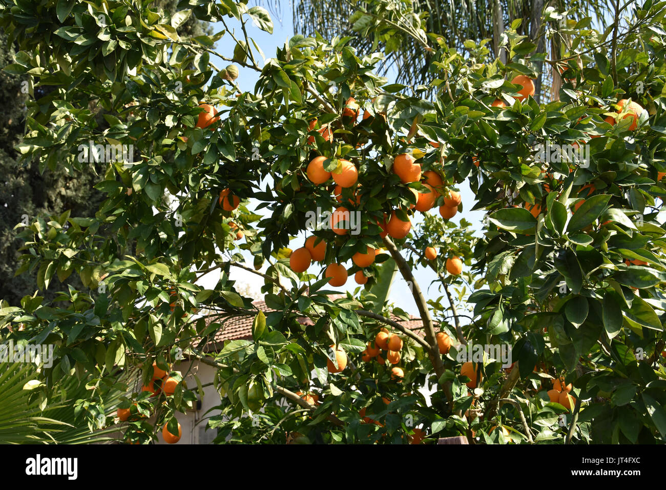 Orange tree in israel Stock Photo