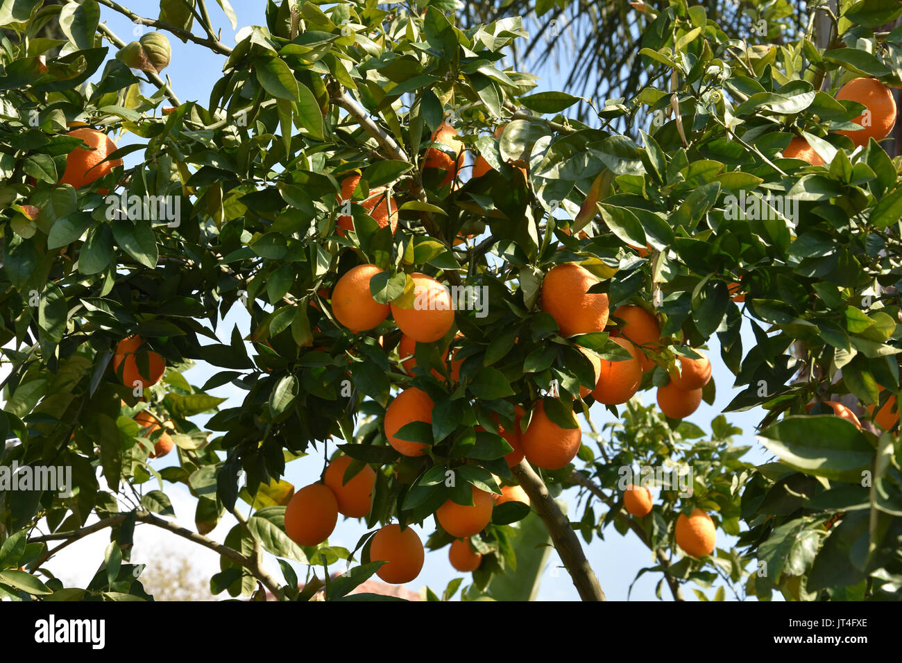 orange tree is israel Stock Photo