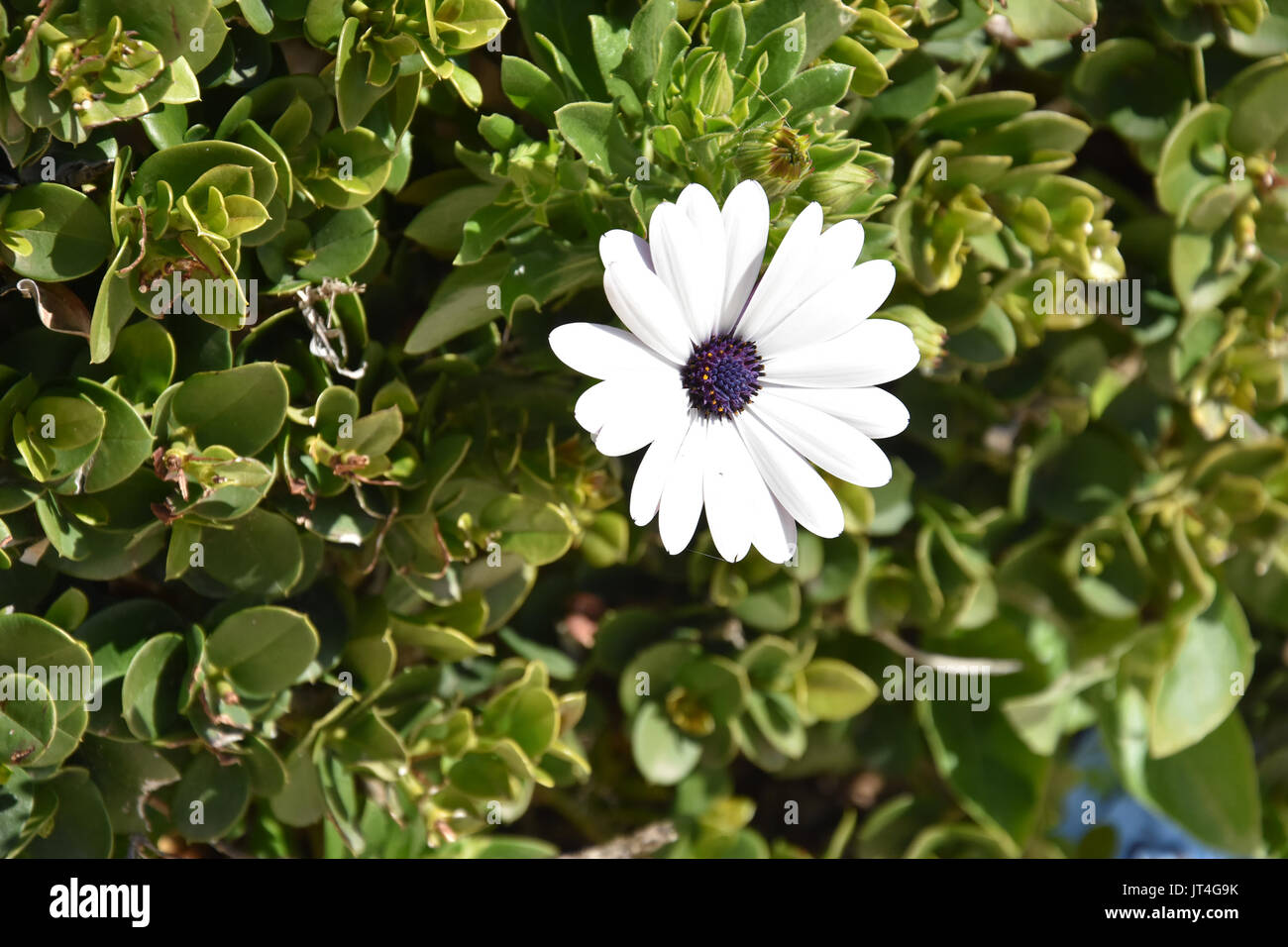 flower Stock Photo