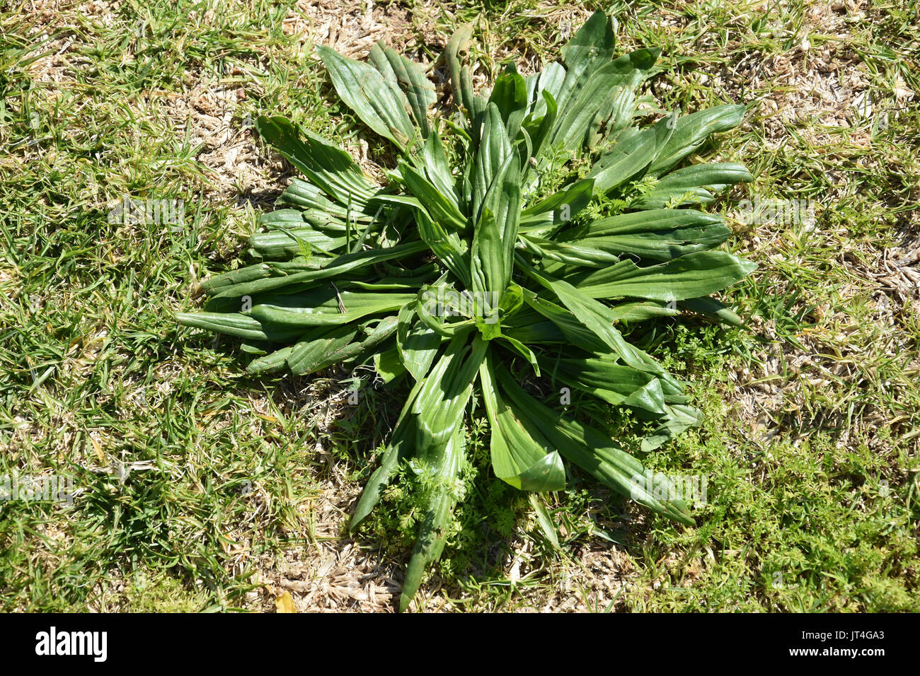 Grassland weeds hi-res stock photography and images - Alamy