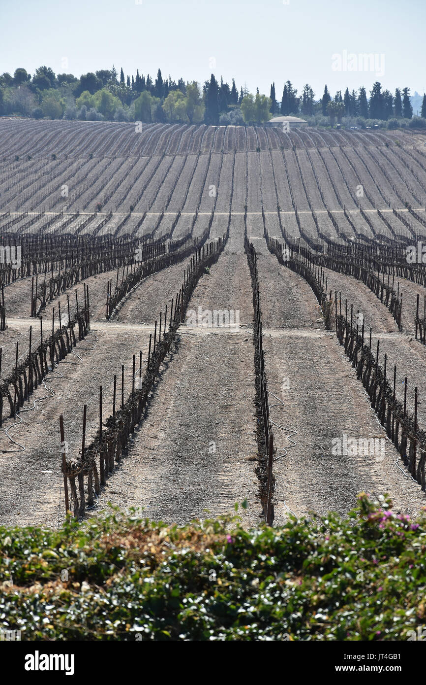 vineyards in Israel on a sunny day Stock Photo