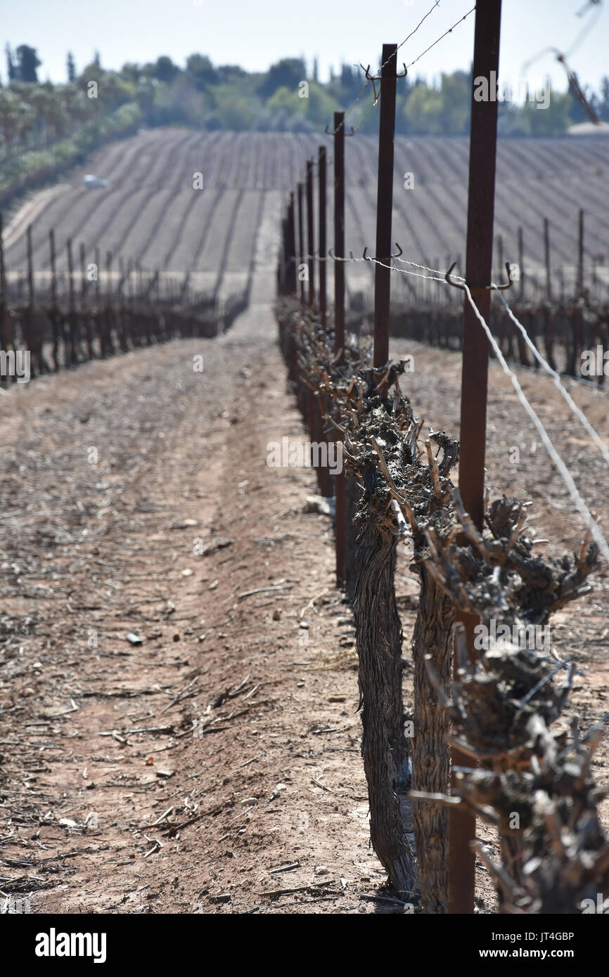 vineyards in israel on a sunny day Stock Photo