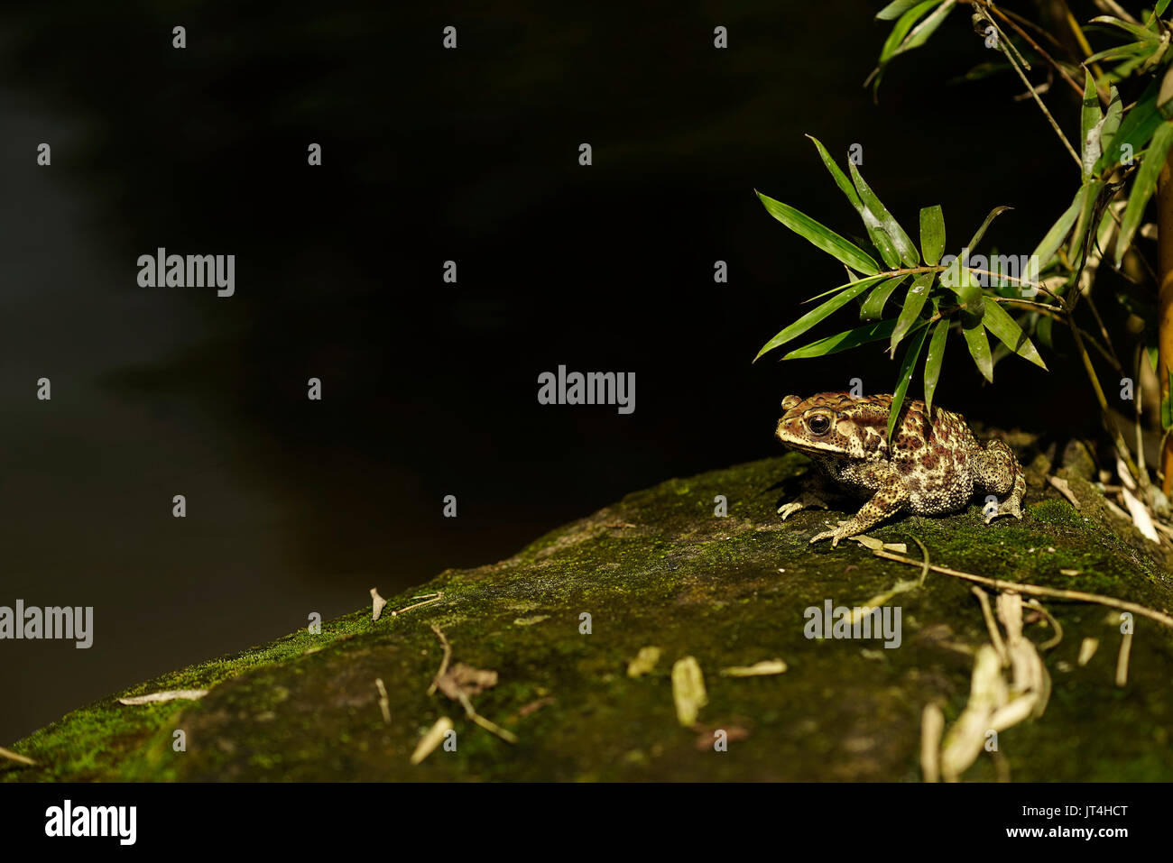 European Common Brown Frog High Resolution Stock Photography and Images