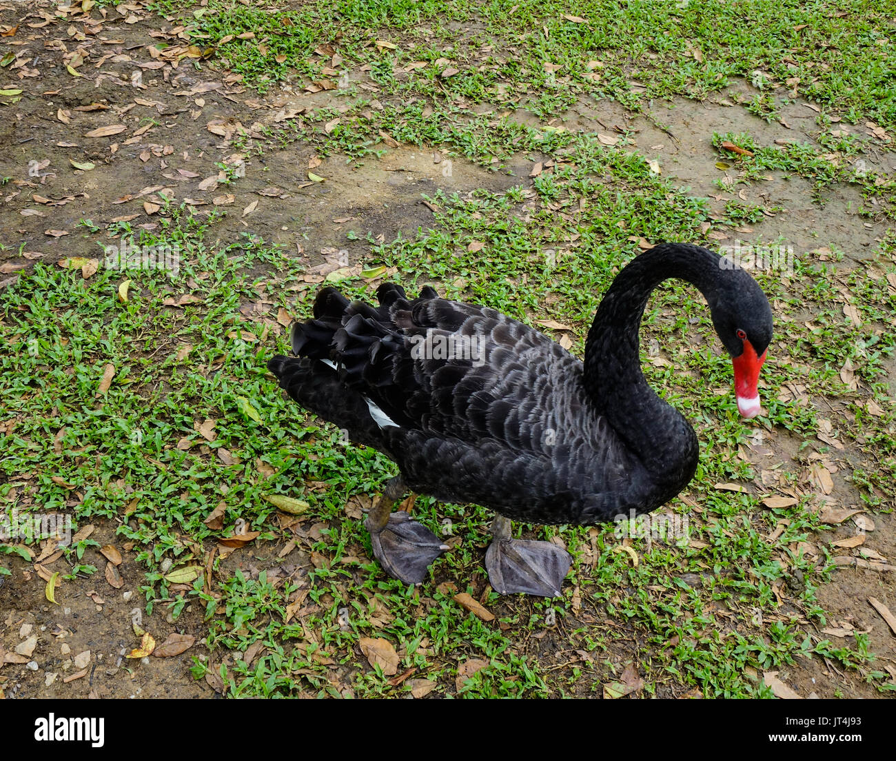 Singapore botanic garden black swan hi-res stock photography and images -  Alamy