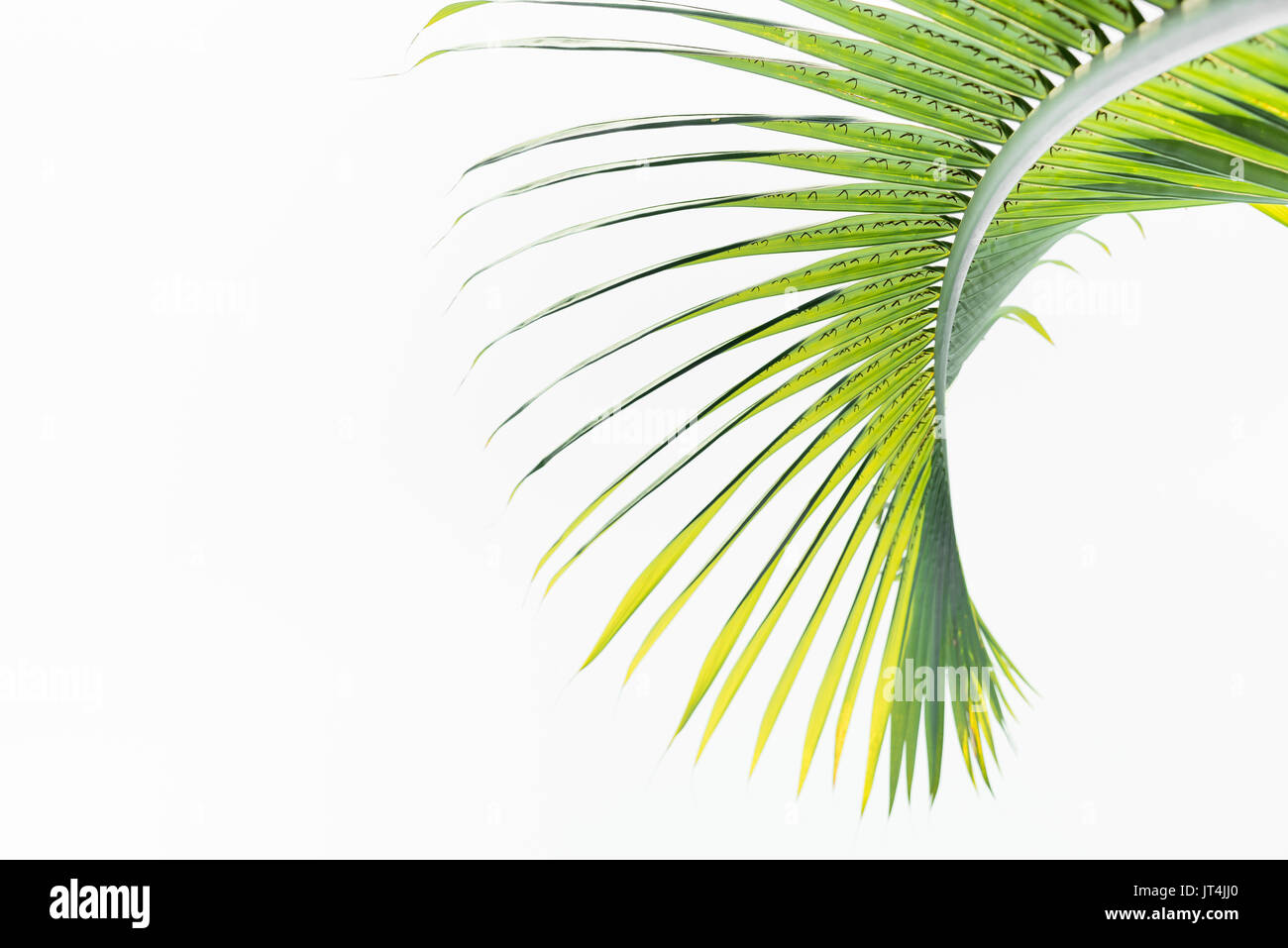 Green leaves of palm tree isolated on white background Stock Photo - Alamy
