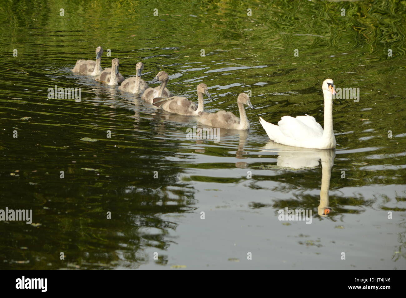 Swan and Signets Stock Photo - Alamy