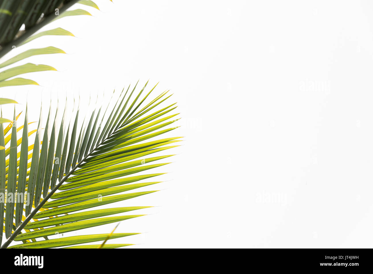Green leaves of palm tree isolated on white background Stock Photo - Alamy