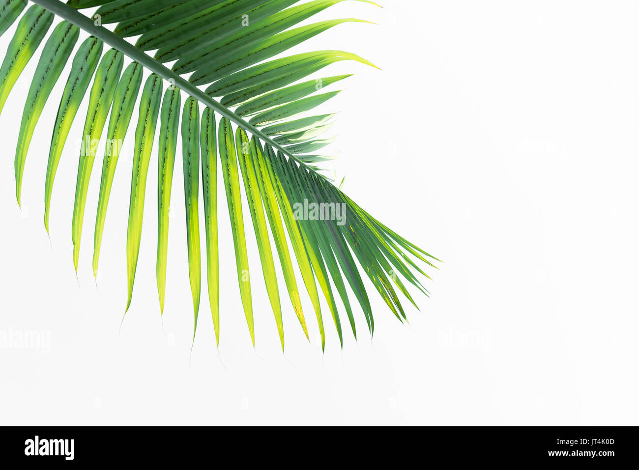 Green leaves of palm tree isolated on white background Stock Photo - Alamy