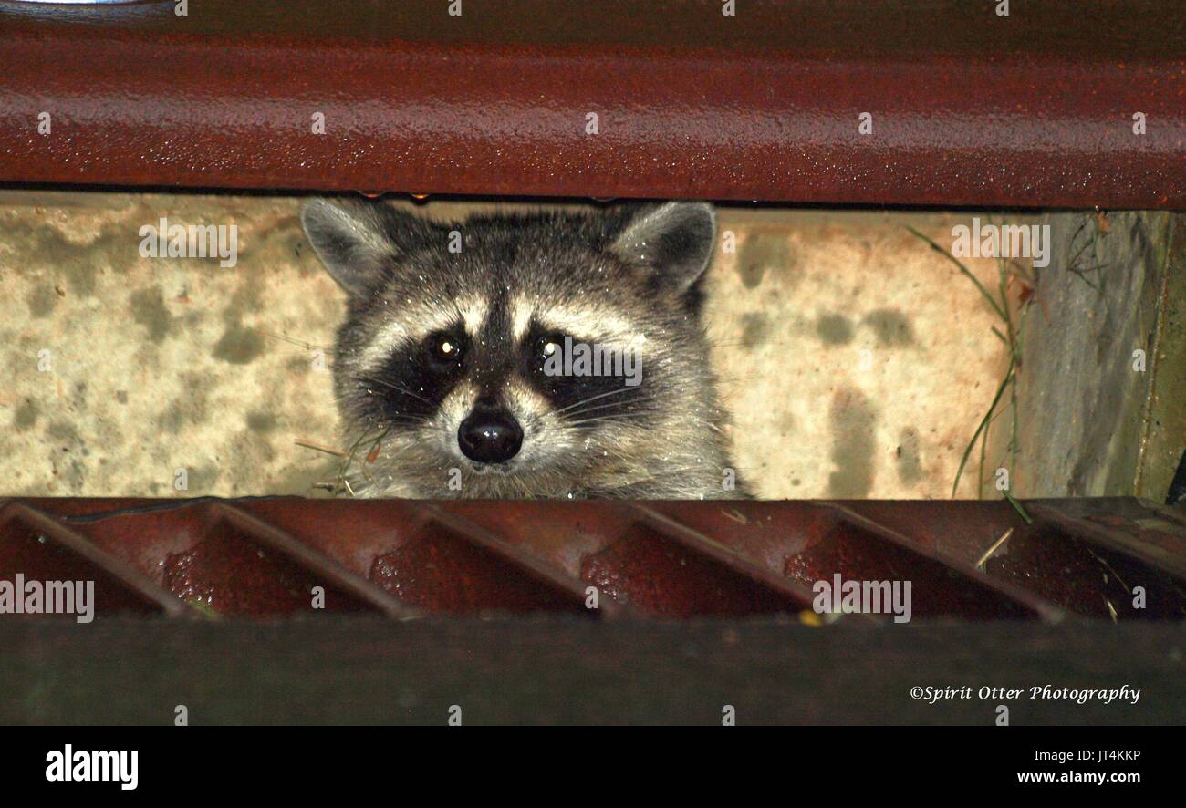 Curious raccoon peaking out of storm drain Stock Photo Alamy