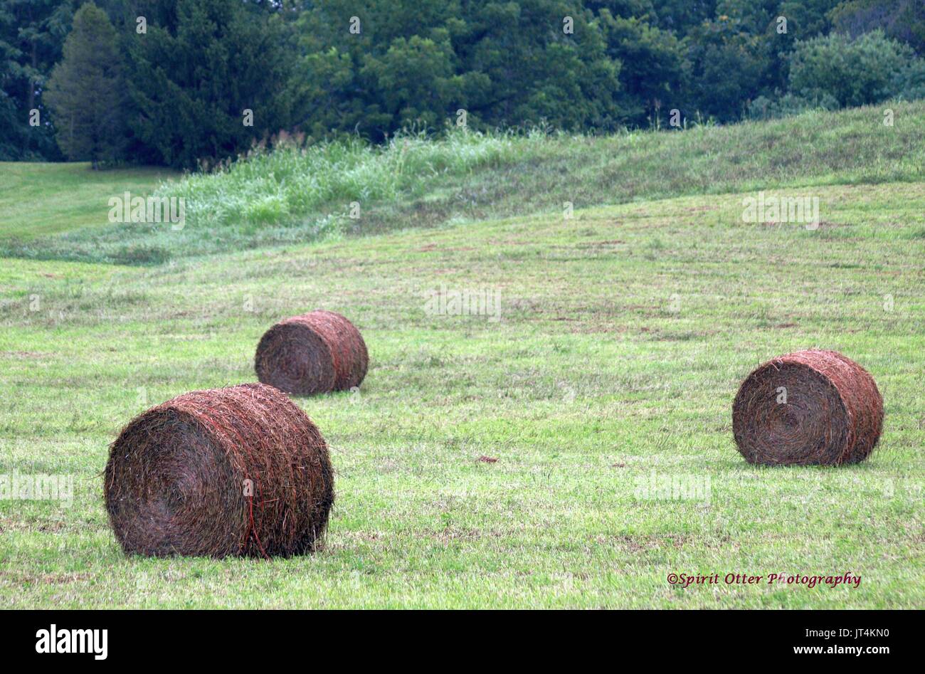 Hay Bales Dotting The Landscape Stock Photo Alamy