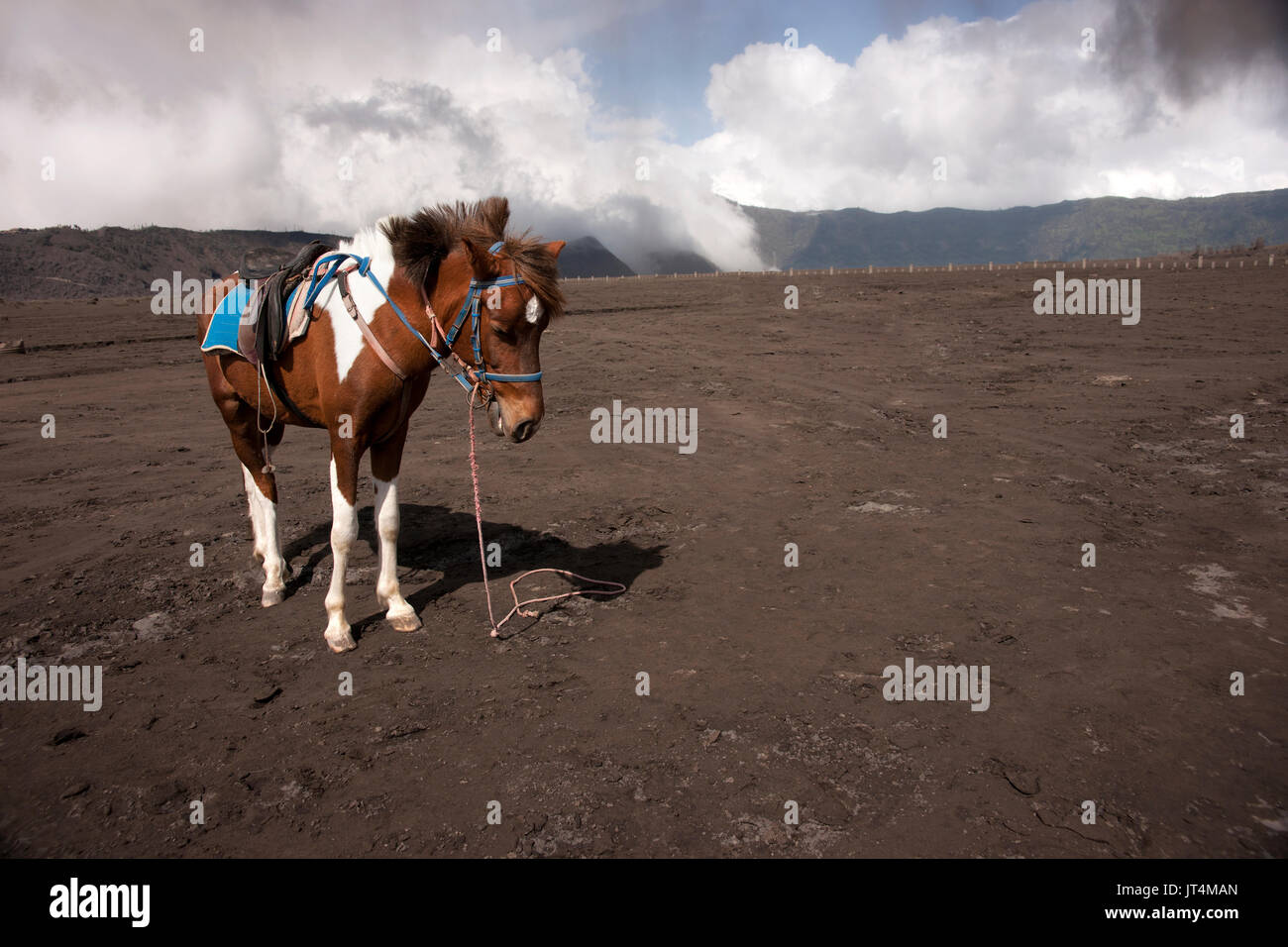 Brown white spotted horse used as attraction for tourists or for transportation to the top of Bromo mountain at Bromo tengger semeru national park, Ea Stock Photo