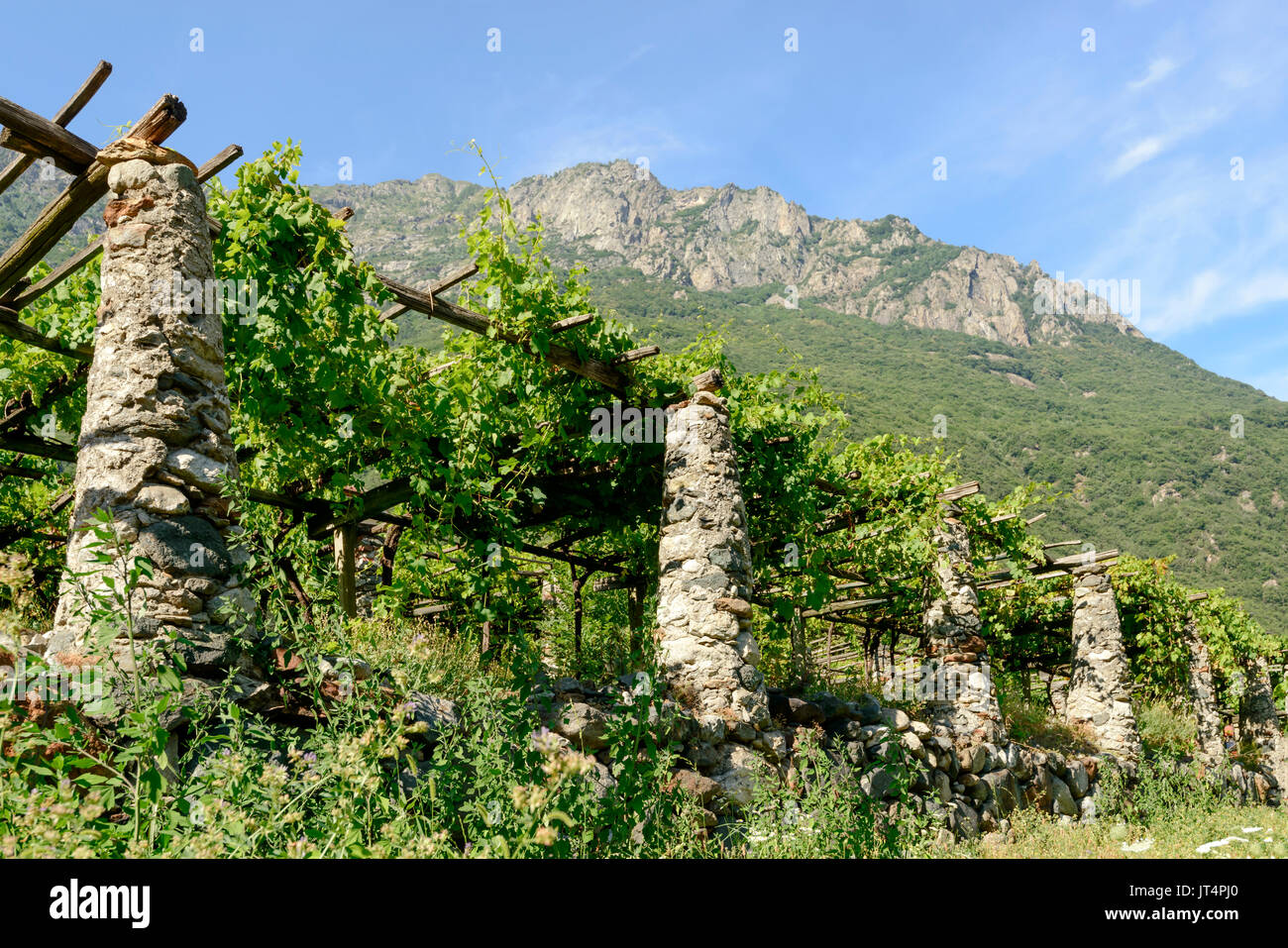Traditional Cultivation Hi res Stock Photography And Images Alamy Traditional Cultivation Hi res Stock Photography And Images Alamy