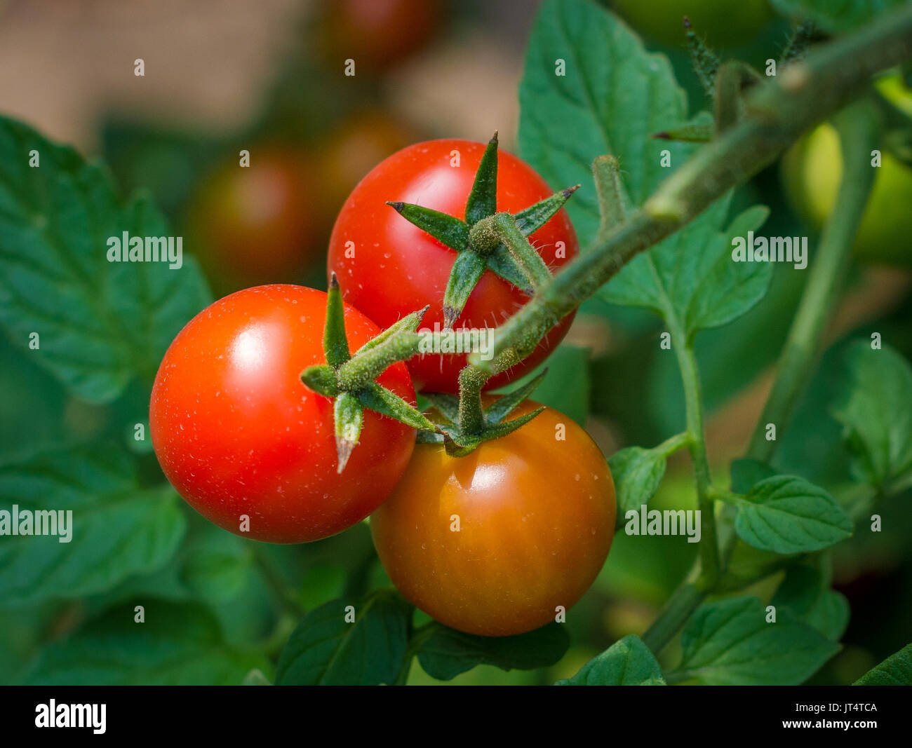 Tomate  Small  Red Cherry  500  Samen Solanum lycopersicum 