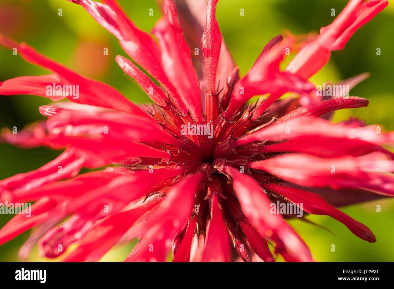 Beautiful ping flowers growing in the garden. Vibrant summer scenery ...