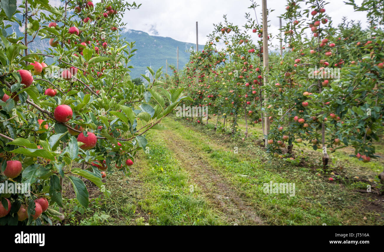 Apples hanging from a tree branch in an apple orchard of South Tyrol