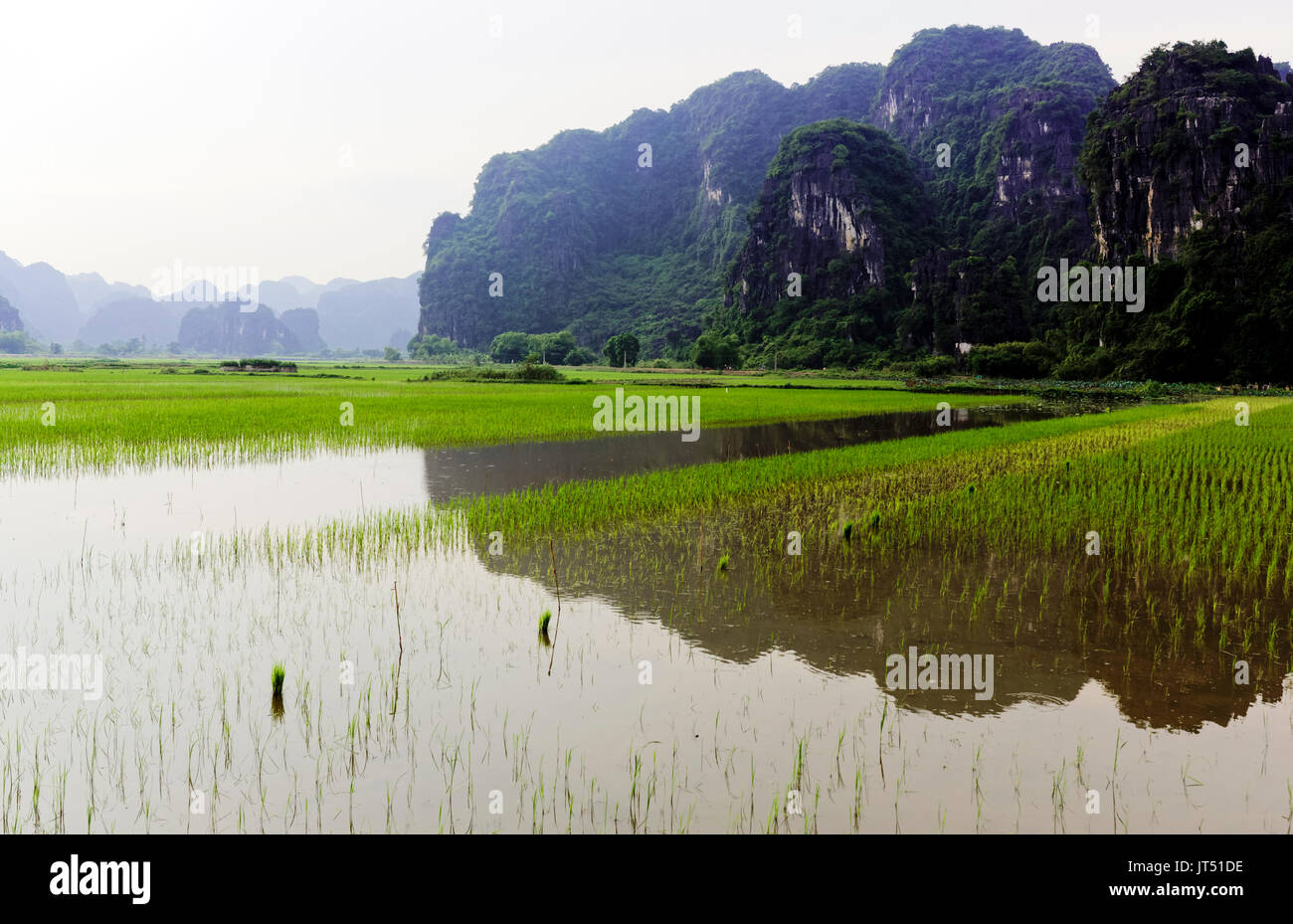 Vietnam Tam Coc Paddy Fields Stock Photo - Alamy