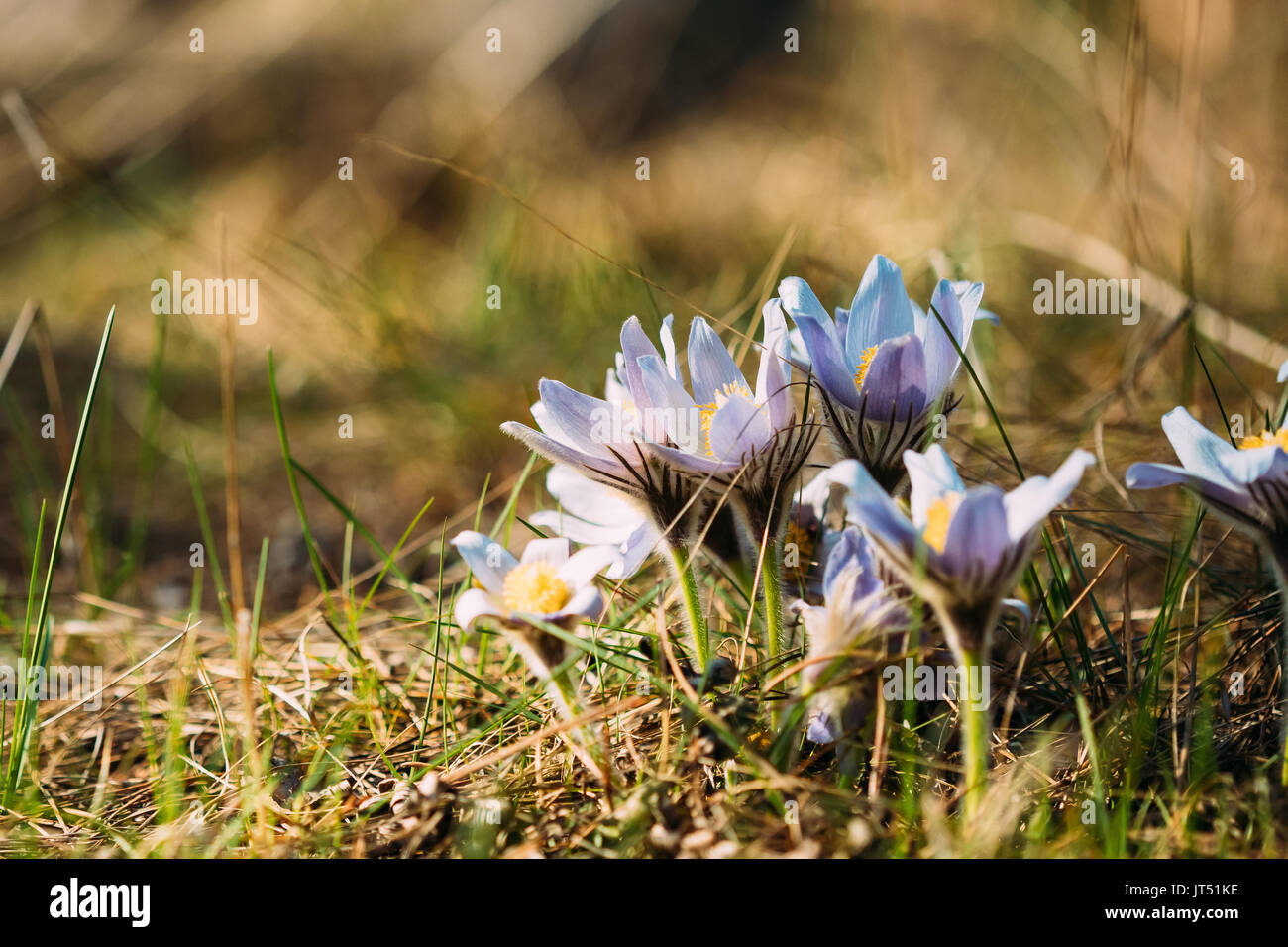Wild Spring Flowers Pulsatilla Patens. Flowering Blooming Plant In Family Ranunculaceae, Native To Europe, Russia, Mongolia, China, Canada And United  Stock Photo
