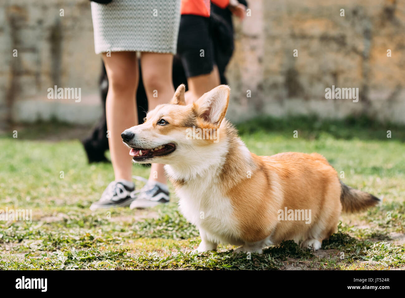 corgi herding