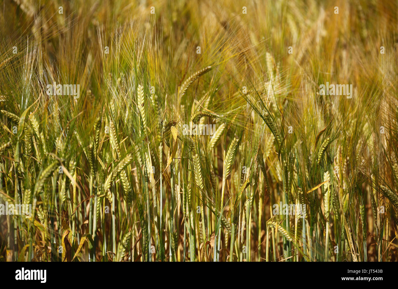 Cereal crop growing in the field. Stock Photo