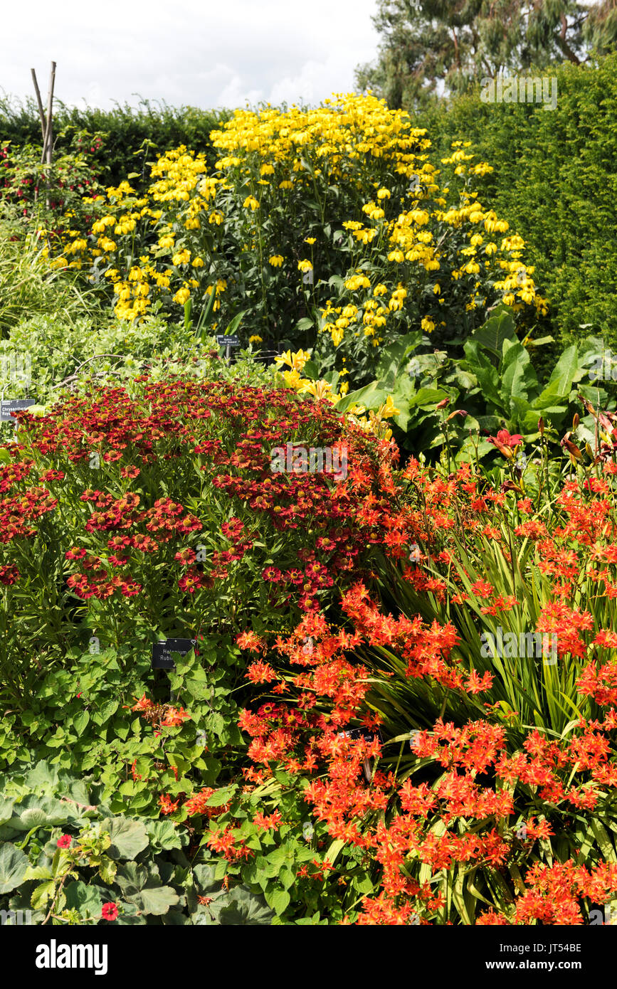 Summer flower border including Helenium and crocosmia Stock Photo