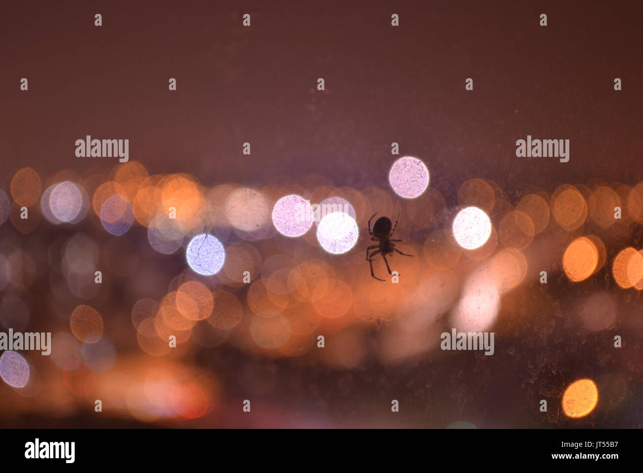 Small spider against out-of-focus city lights bokeh at night Stock Photo