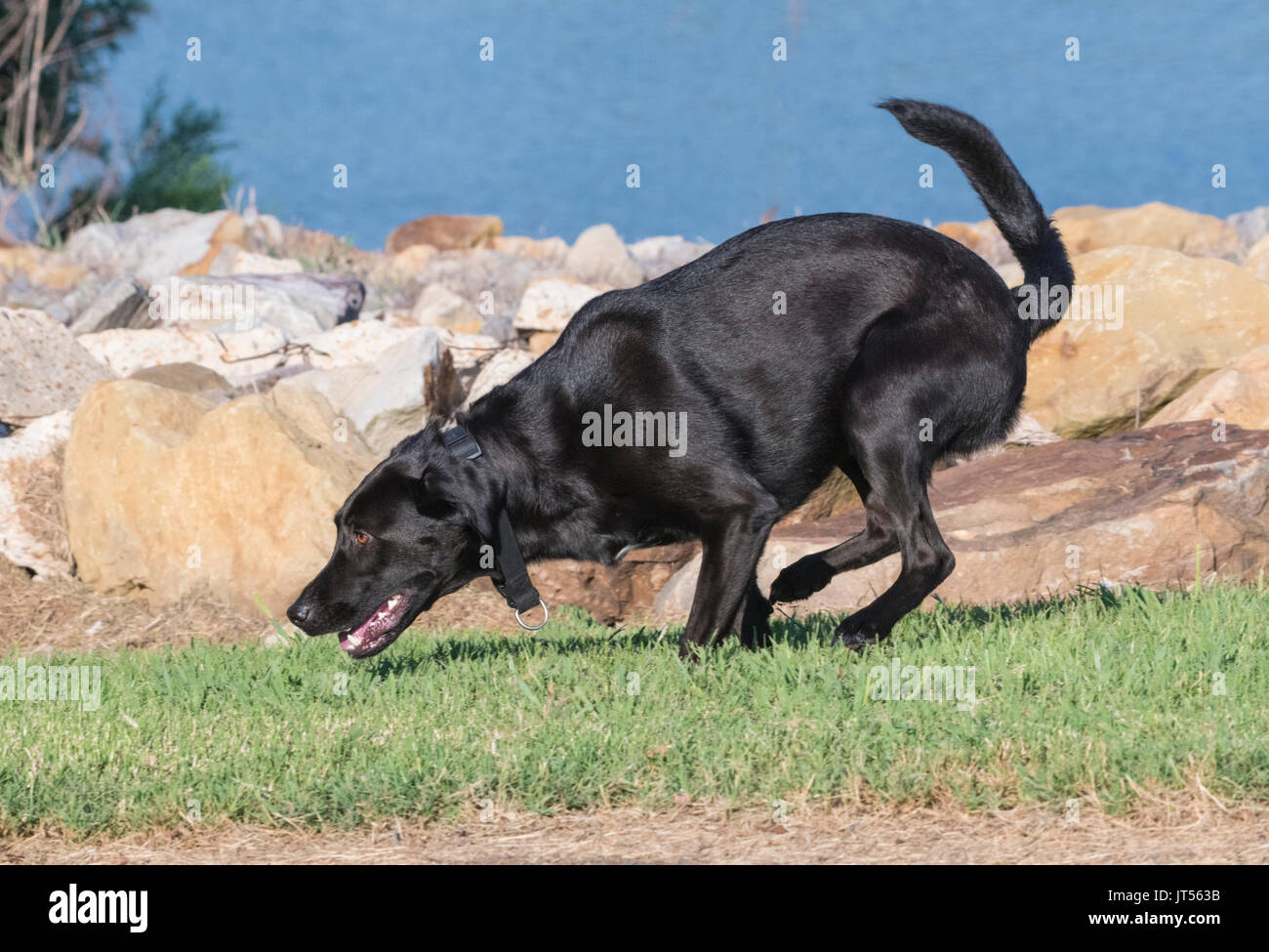 A black Labrador retreiver romps by the bank of the Red River. Stock Photo