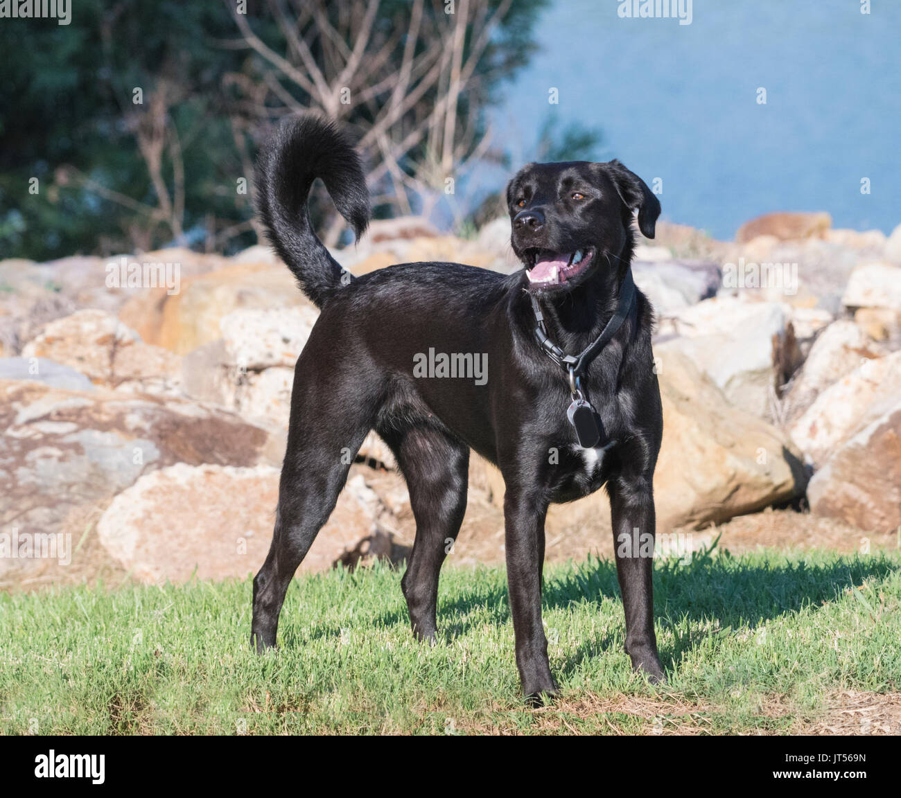 A black Labrador retriever stands on a grassy river bank. Stock Photo