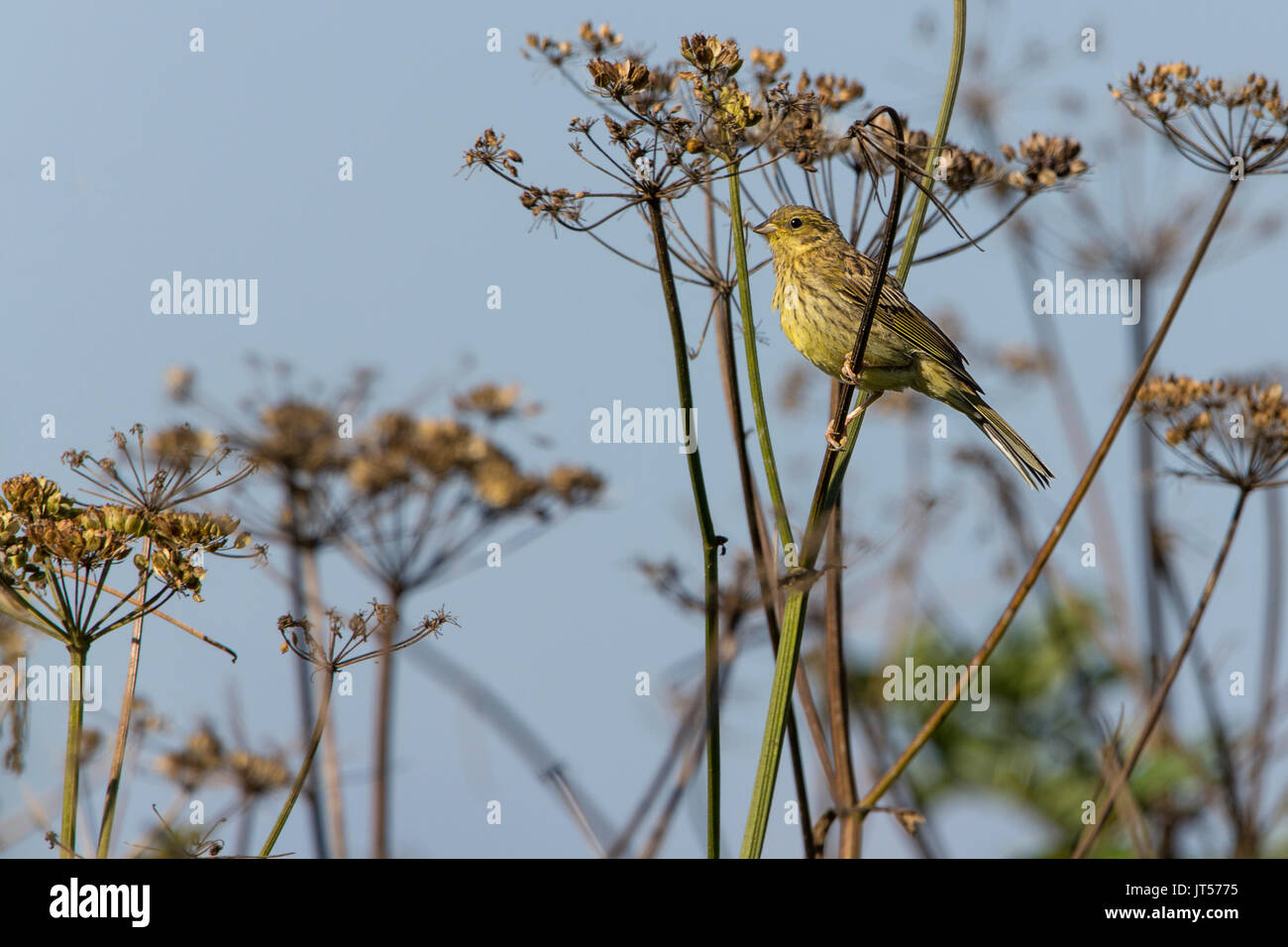 Female yellow hammer perched in tall wild plants over Southdowns way UK by meadows and farmland. Repeatedly disturbed by walkers cyclists dog owners. Stock Photo