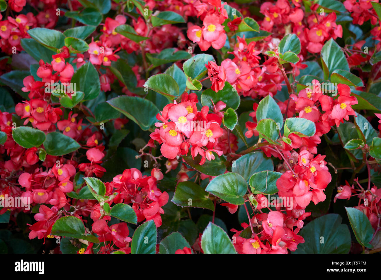 Begonia bloom Stock Photo