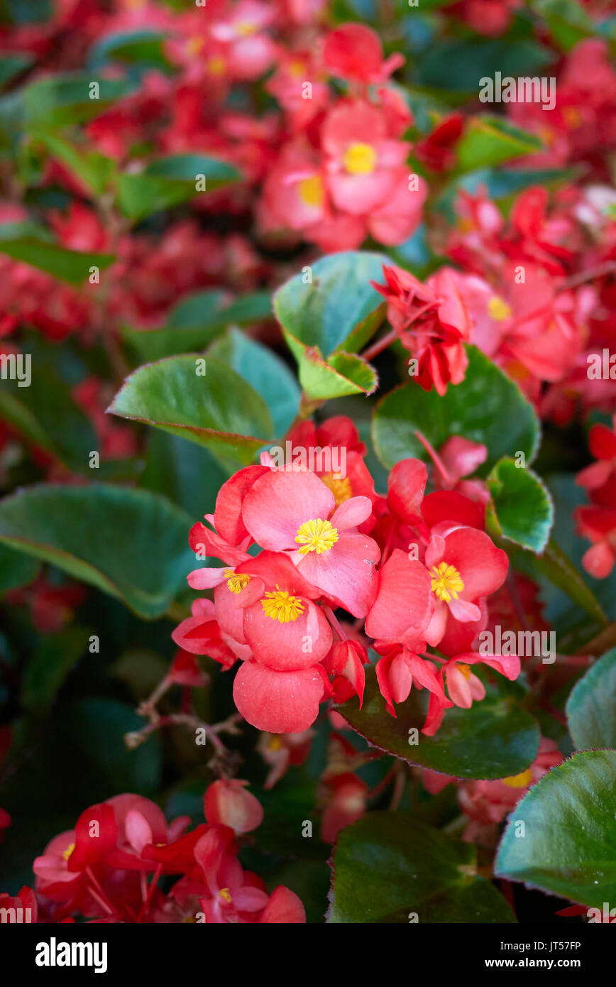 Begonia bloom Stock Photo