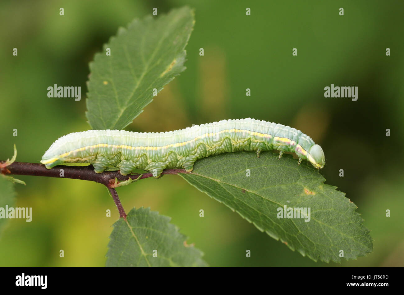 A Pale Prominent Caterpillar (Pterostoma palpina) perched and feeding on a leaf. Stock Photo