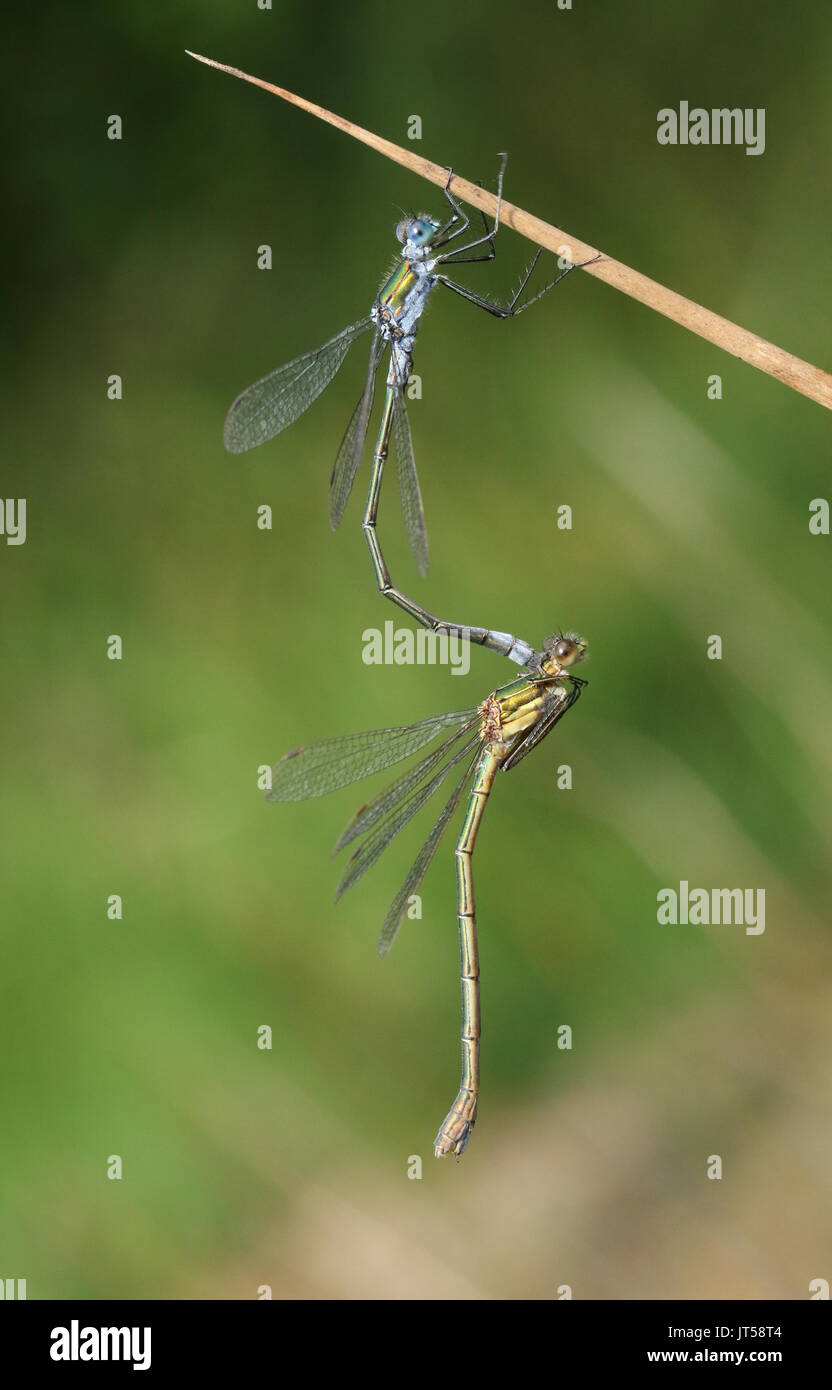 A mating pair of beautiful Emerald Damselfly (Lestes sponsa) perched on ...