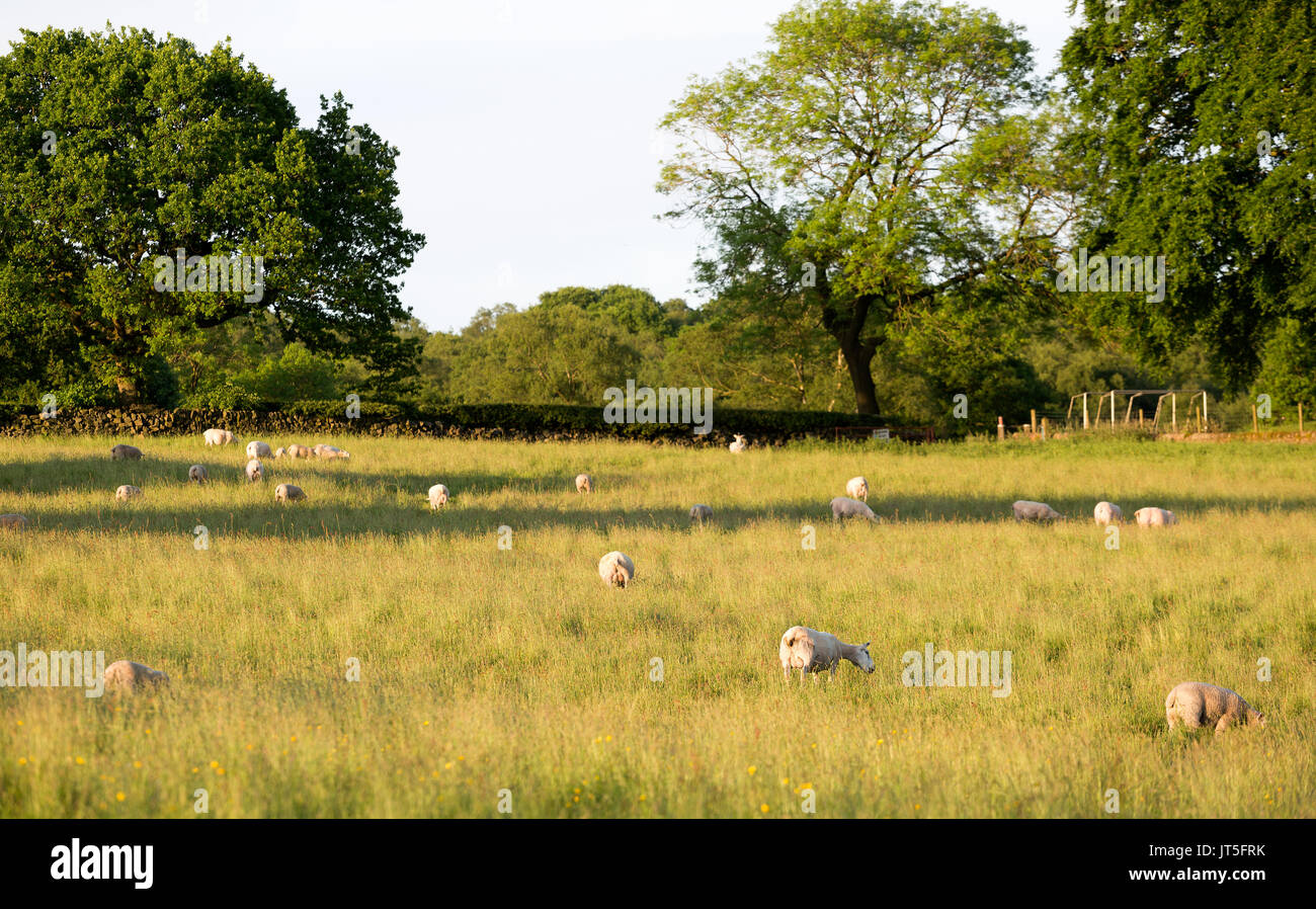 Sheep grazing in the evening sun hi-res stock photography and images ...
