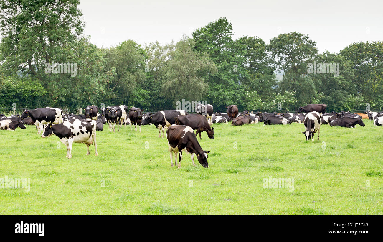 Herd Of Holstein Friesian Cattle Stock Photo Alamy