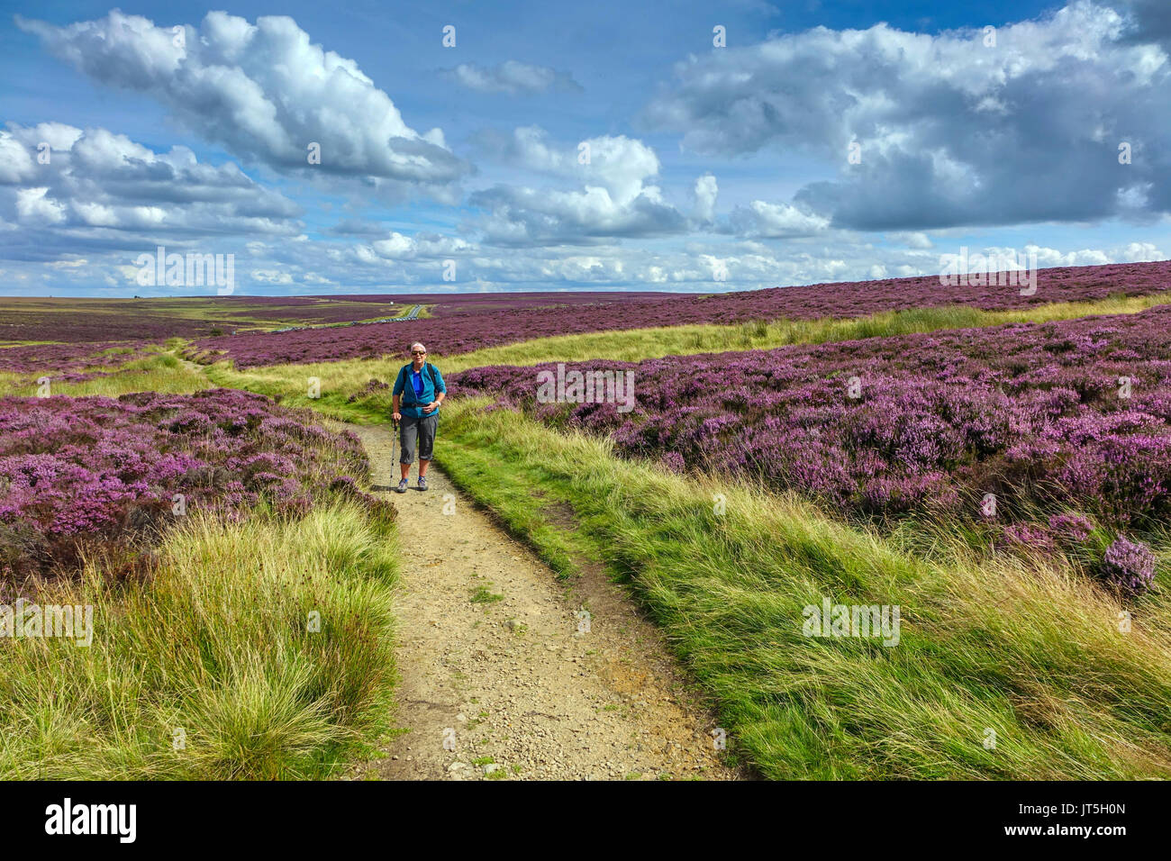 Solitary walker and carpet of purple heather, summer, Stanage Edge, Peak District, Derbyshire Stock Photo