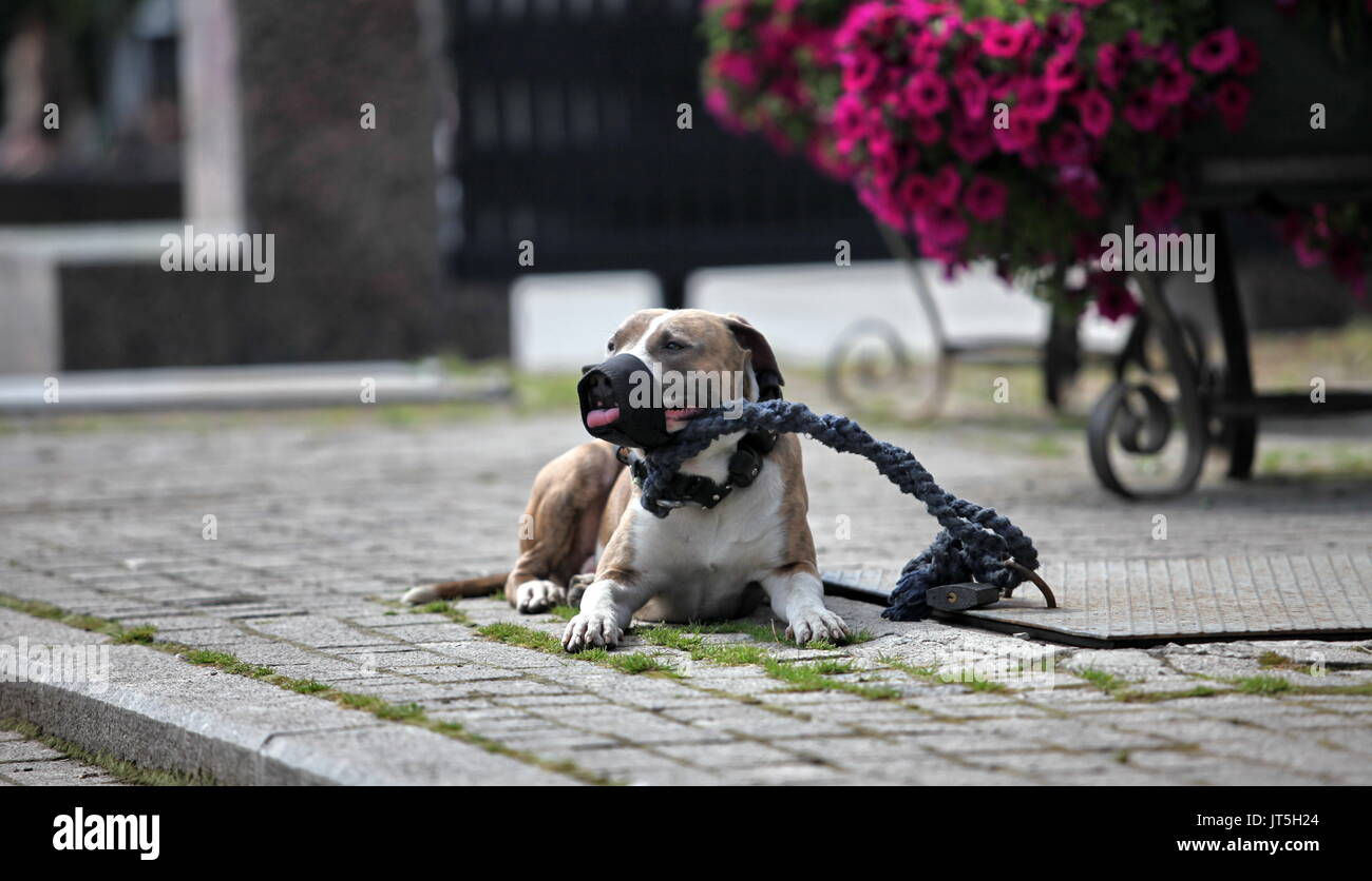 pit bull in the muzzle and on leash  close-up Stock Photo